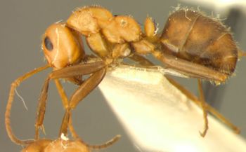 Media type: image;   Entomology 22722 Aspect: habitus lateral view
